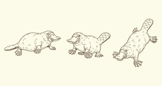 Three platypus in different poses on cream background