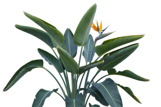 Strelitzia reginae plant with large green leaves and a single orange and blue bird of paradise