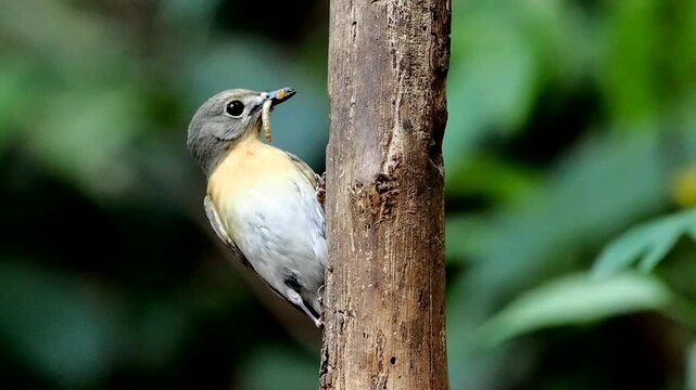 Blue-throated Flycatcher perched on a tree branch against nice green blurred back ground.