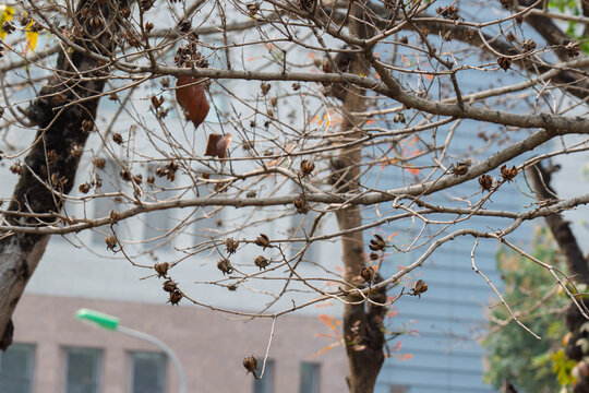 Dry lagerstroemia fruits hanging on bare branches in an urban street setting, with muted buildings and soft background colors in daylight.