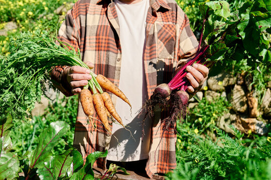 Man harvesting carrots and beetroots in organic home garden
