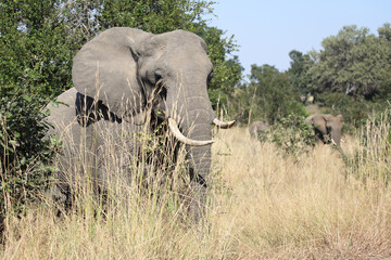 Fototapeta premium Afrikanischer Elefant / African elephant / Loxodonta africana