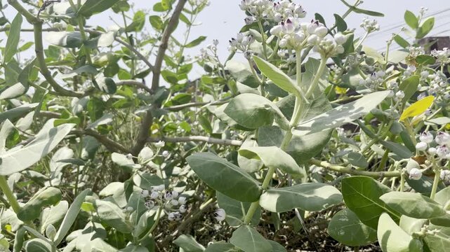 Calotropis gigantea (Aakra) flower blooming, close up footage.