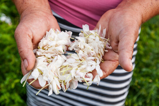 Hand holding harvested jasmine blossom in Grasse France