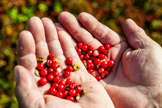 Hands holding fresh red lingonberries in the Austrian Alps