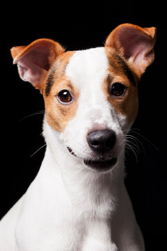 Closeup portrait of Jack Russell Terrier on black background