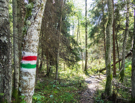 Painted waymark on a birch tree along a forest trail in Estonia