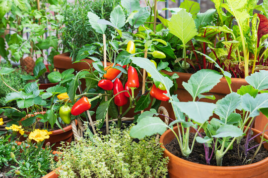 Urban vegetable garden with herbs and vegetables on balcony
