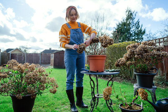 Gardener trimming potted hydrangeas at a table in a backyard