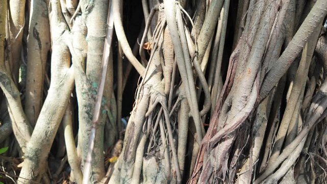 Close-up view of intertwined roots showcasing a diverse texture and color palette of nature's structures