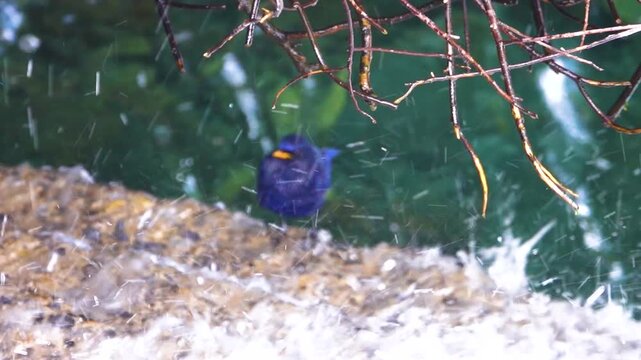 Himalayan whistling thrush (Myophonus caeruleus) This is famous Bluebird that brings happiness. It is great happiness to see her behind wall of drops from waterfall. See L'Oiseau Bleu of Maeterlinck