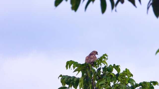 Migrating rough-legged buzzard (Buteo lagopus) sitting on top of a tree at autumn in Yunan Province. China