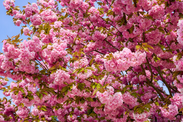 Fototapeta premium landscape with blooming branches of Japanese cherry Sakura.
