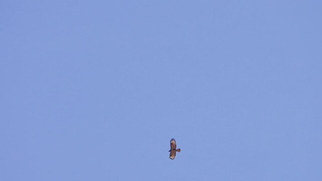 Migrating rough-legged buzzard (Buteo lagopus) circling over the fields at autumn in Yunan Province. China