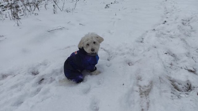 Cute White Fluffy Dog Playing in Deep Fresh Snow on Sunny Winter Day looks absolutely adorable. The small pet leaves tiny paw prints on white ground. Small Maltese dog playing outdoors. Family pet