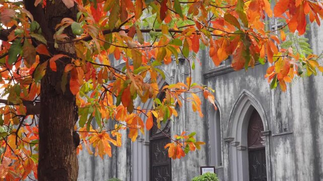 Orange red tropical almond leaves hang over the Gothic entrance of Saint Joseph Cathedral in Hanoi, creating a vivid seasonal contrast.