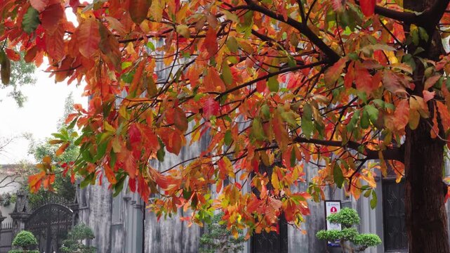 Dense canopy of orange red tropical almond leaves fills the frame with Saint Joseph Cathedral softly visible behind in an urban Hanoi setting.
