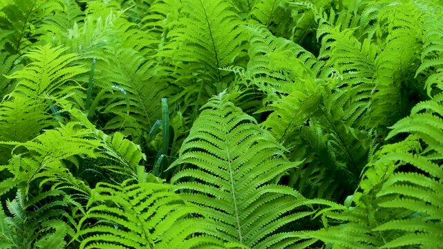 風に揺れる雨上がりのクサソテツの群生　‐ostrich fern‐