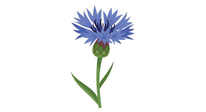 Single blue cornflower on a long green stem with narrow leaves isolated on a plain white background for floral art.