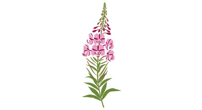 Tall stem of pink fireweed or willowherb flowers with green leaves isolated on a white background representing wild nature.