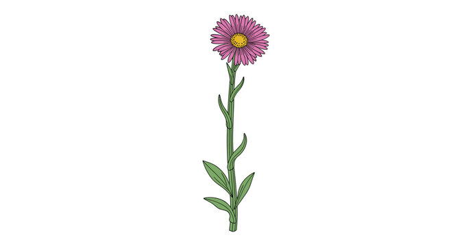 Single pink aster flower with a bright yellow center on a long green stem with leaves isolated on a white background.