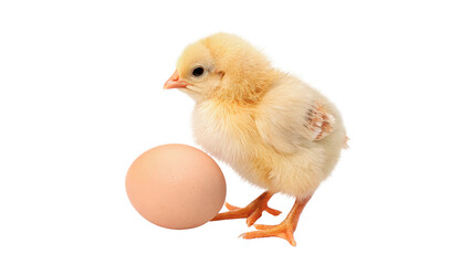 Fototapeta premium Small fluffy yellow baby chick standing next to an egg shell isolated on transparent background
