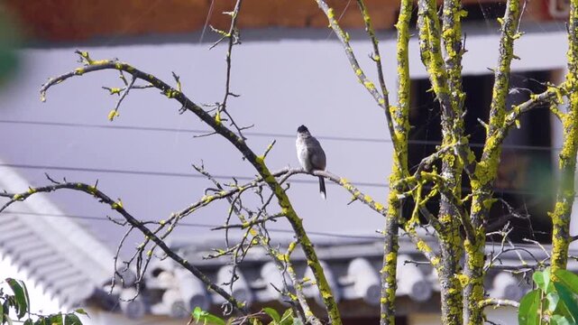 Bulbul replace sparrows that were once destroyed in China and are found everywhere. Yunan Province