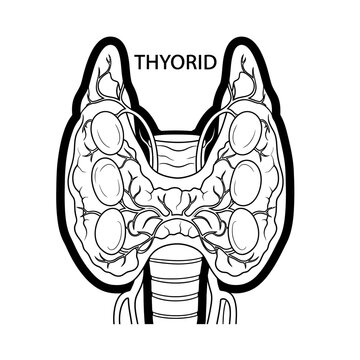 Medical illustration of human thyroid gland with vessels and lobules