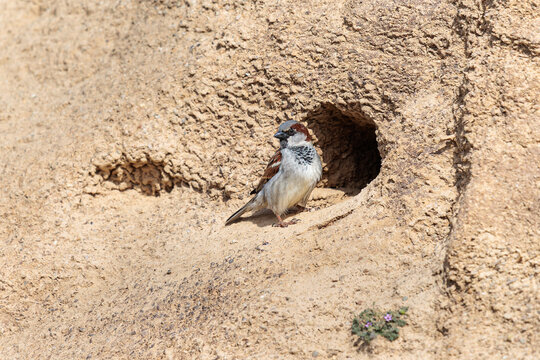 Passer domesticus. House Sparrow, male, on a sandy slope.
