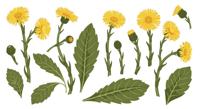 Various parts of the yellow coltsfoot plant including stems with flowers buds and large green leaves isolated on white.