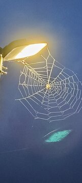 spider web with dew