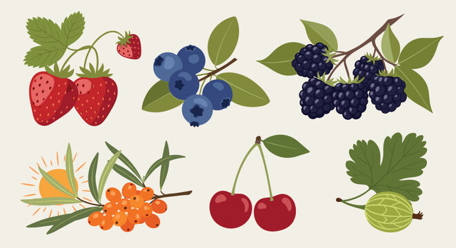 Assortment of fresh berries including strawberries blueberries blackberries cherries sea buckthorn and gooseberries.