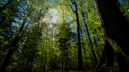 Obraz premium Lush green forest with tall trees and sunlight filtering through the canopy, Roztocze, Poland