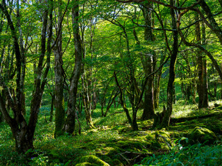 Obraz premium 登山道の風景。苔生した林床。樹木の隙間から差し込む木漏れ日。透き通る緑の葉。爽やかな光の風景。
