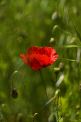 Naklejka premium Flora of Gran Canaria - Papaver rhoeas, common poppy 