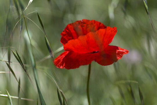 Flora of Gran Canaria -  Papaver rhoeas, common poppy 