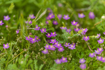 Obraz premium Flora of Gran Canaria - purple sand spurrey, Spergularia purpurea, introduced species