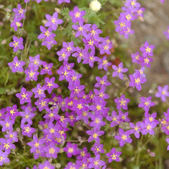Fototapeta premium Flora of Gran Canaria - purple sand spurrey, Spergularia purpurea, introduced species