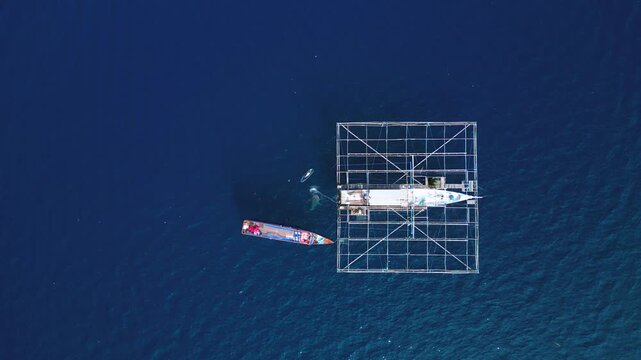 People observing whale shark from boat and a kayak. Magic aerial view drone