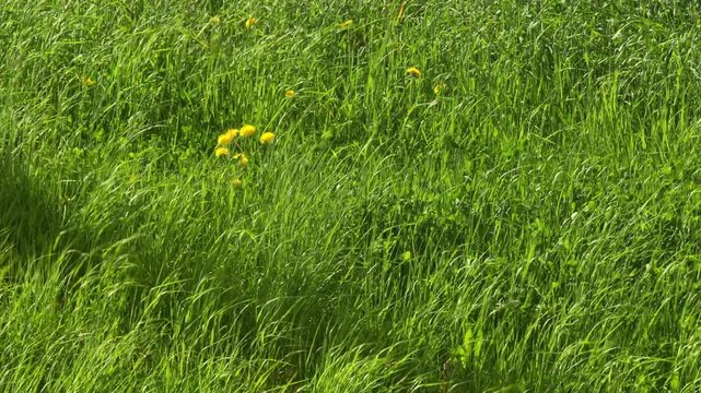 Close up of green grass blown by strong wind. Spring fresh green. Summer cool day
