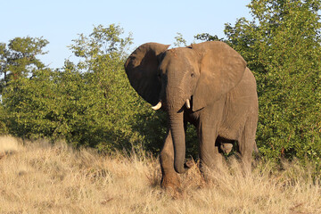 Fototapeta premium Afrikanischer Elefant / African elephant / Loxodonta africana