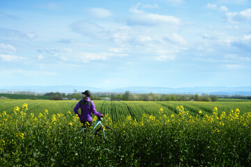 Fototapeta premium Cyclist purple jacket riding through yellow rape field. Bike in sunny meadow. Peaceful scene depicting cyclist surrounded by vibrant flower field under bright blue sky