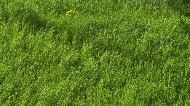 Green grass blown by the wind. Spring fresh vibe. Summer cool day