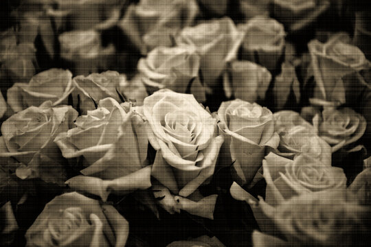 Hintergrund mit einer F&uuml;lle von Rosen im Vintage-Stil mit Leinwand-Textur