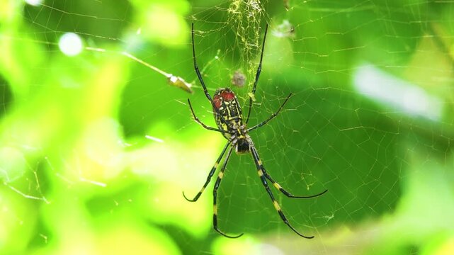 A wasp spider Argiope on a web. Yunan Province