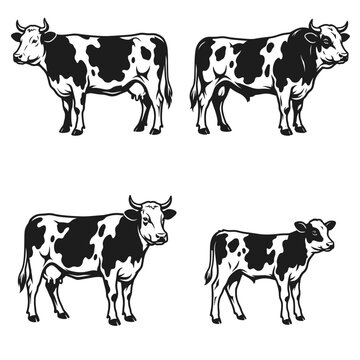 Black and white vector silhouette set of Fleckvieh Cattle