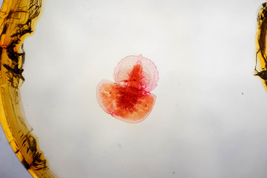 Stained Limulus Trilobite Larva Under Microscope on White Backgrou
