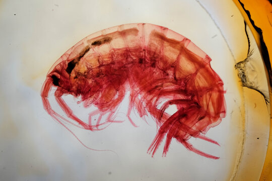 Stained Gammarus Freshwater Amphipod Lateral View Microscope Sl