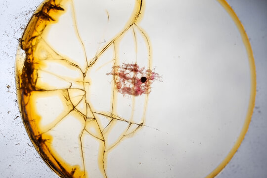 Stained Spongilla Freshwater Sponge Skeleton Spicules Microscope S