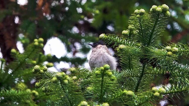 Sooty-headed bulbul (Pycnonotus aurigaster) on araucaria. Yunan Province